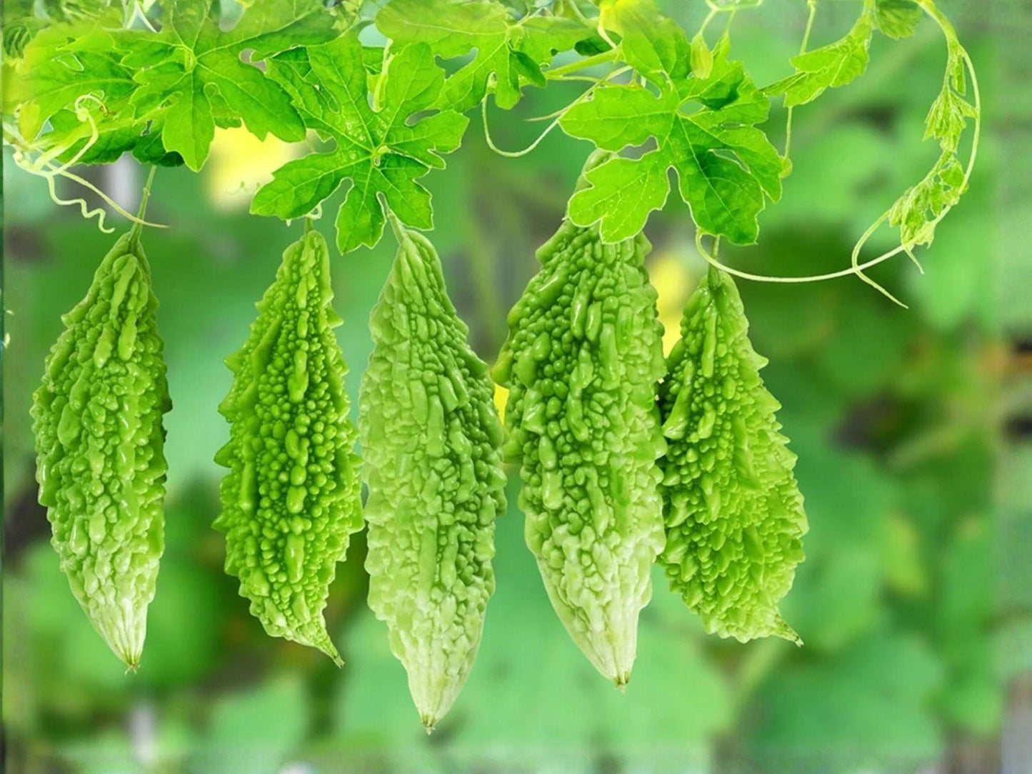 Dark Jade Bitter Melon Seeds – Hybrid Gourd Vegetable Seeds for Summer Garden, Momordica charantia, Asian Cuisine, High Yield
