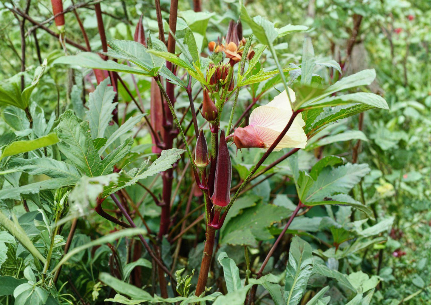 Red Burgundy Okra Seeds – Heirloom Vegetable, High Yield, Warm Season Garden Plant, Red Pods, Abelmoschus esculentus