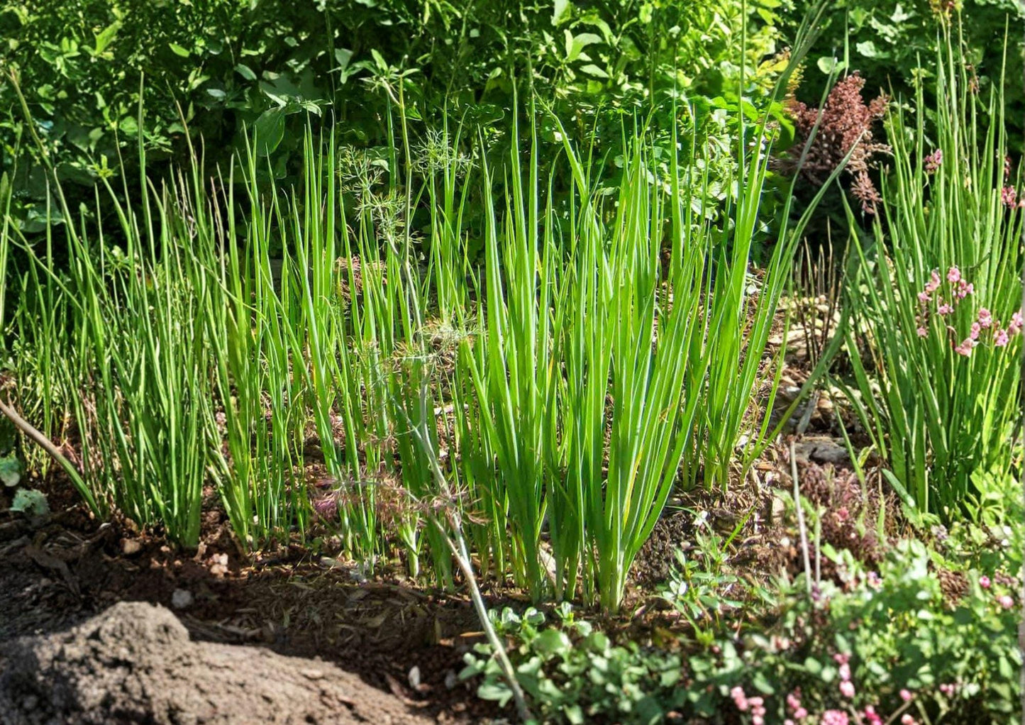 Tokyo Long Bunching Onion Seeds – Heirloom Scallions, Fast Growing, White Stalks, Green Tops, 250 Seeds