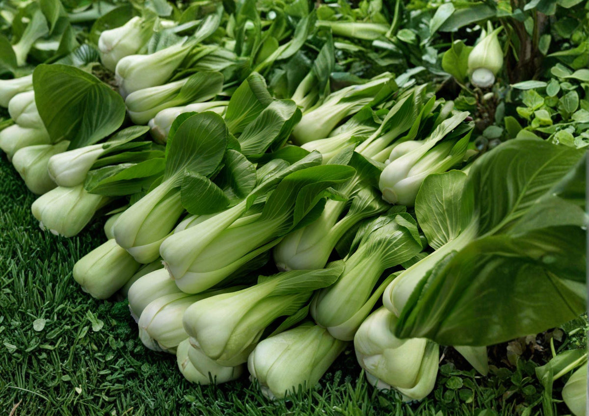 Heirloom Pak Choi White Stem Seeds – Fast Growing Asian Vegetable Garden Crop for Stir-Fries & Soups