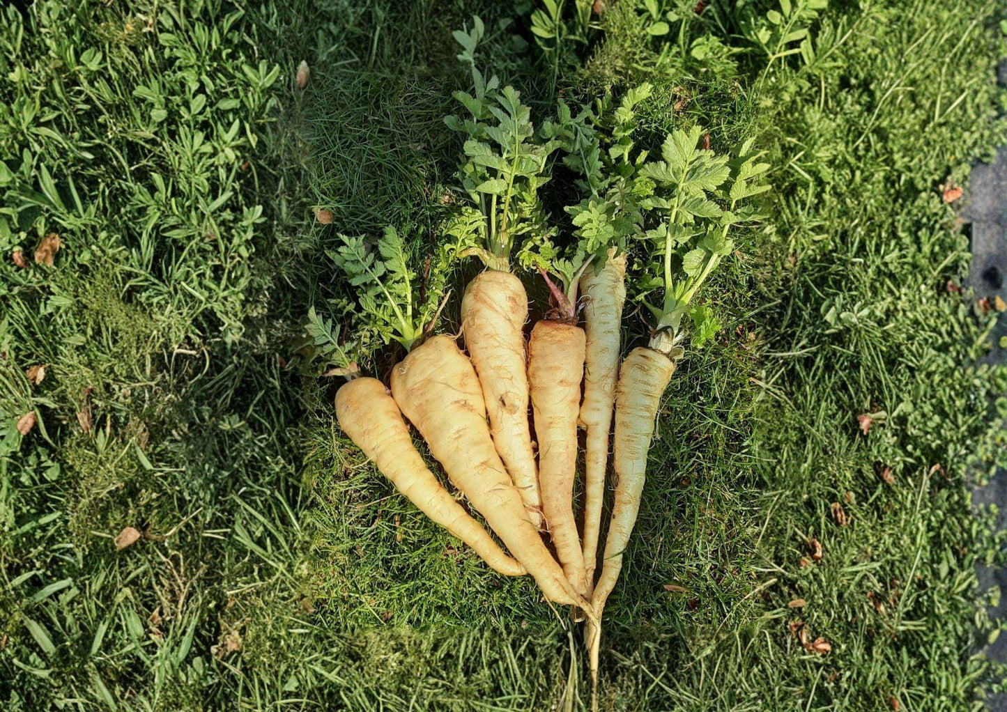 All American Parsnip Seeds – Heirloom Root Vegetable, Sweet Flavor, Cold Season Garden, 100 Seeds
