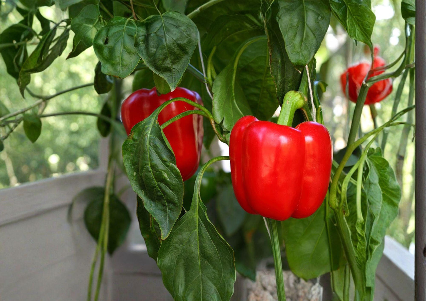 California Wonder 300 Bell Pepper Seeds – Heirloom Sweet Vegetable for Home Gardens, Large Blocky Peppers, Warm Season Crop