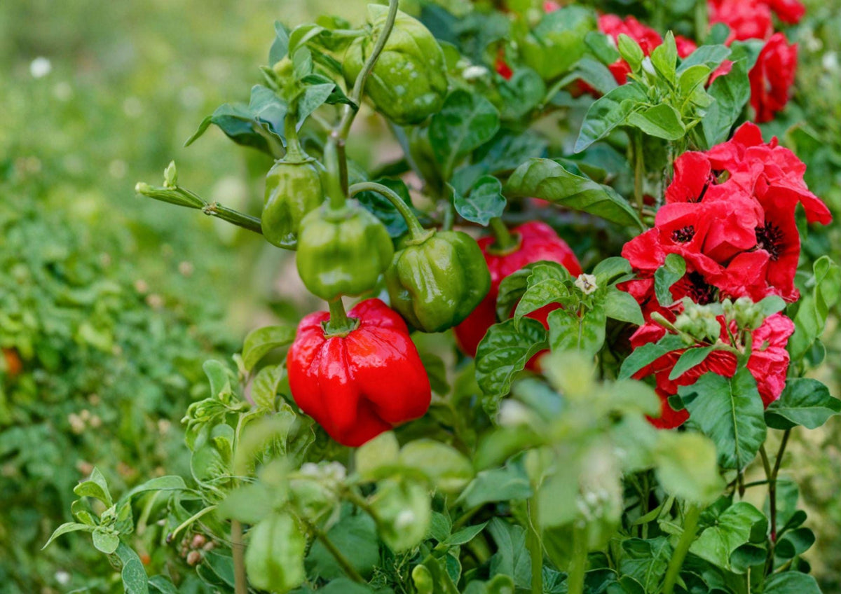Heirloom Scotch Bonnet Red Pepper Seeds – 25 Chili Vegetable Seeds for Caribbean Cuisine, Hot Sauce, Jerk Seasoning