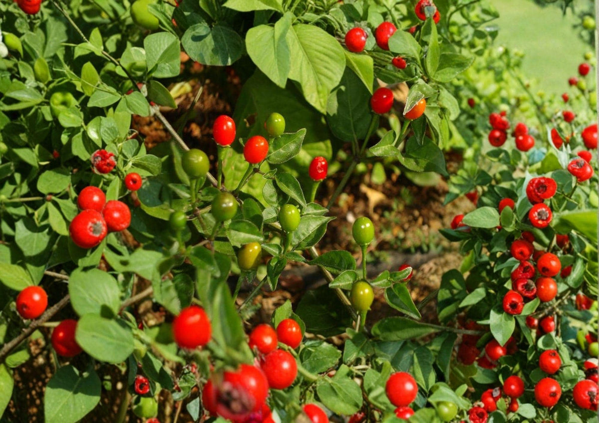 Chiltepin Hot Pepper Seeds – Heirloom Small Round Fiery Chili for Sauces, Dried, Southwestern Cuisine | Capsicum annuum