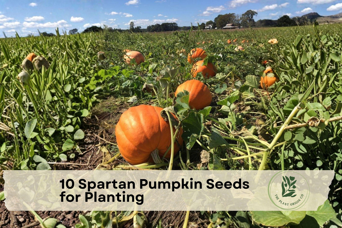 Spartan Pumpkin Seeds for Planting, Classic Orange Pumpkin, Annual Vine, Garden Grow, Fall Decor, Heirloom Variety