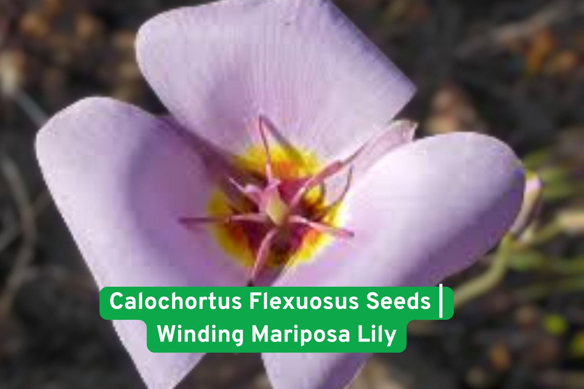 Calochortus flexuosus Seeds | Winding Mariposa Lily | Native Wildflower for Rock & Meadow Gardens