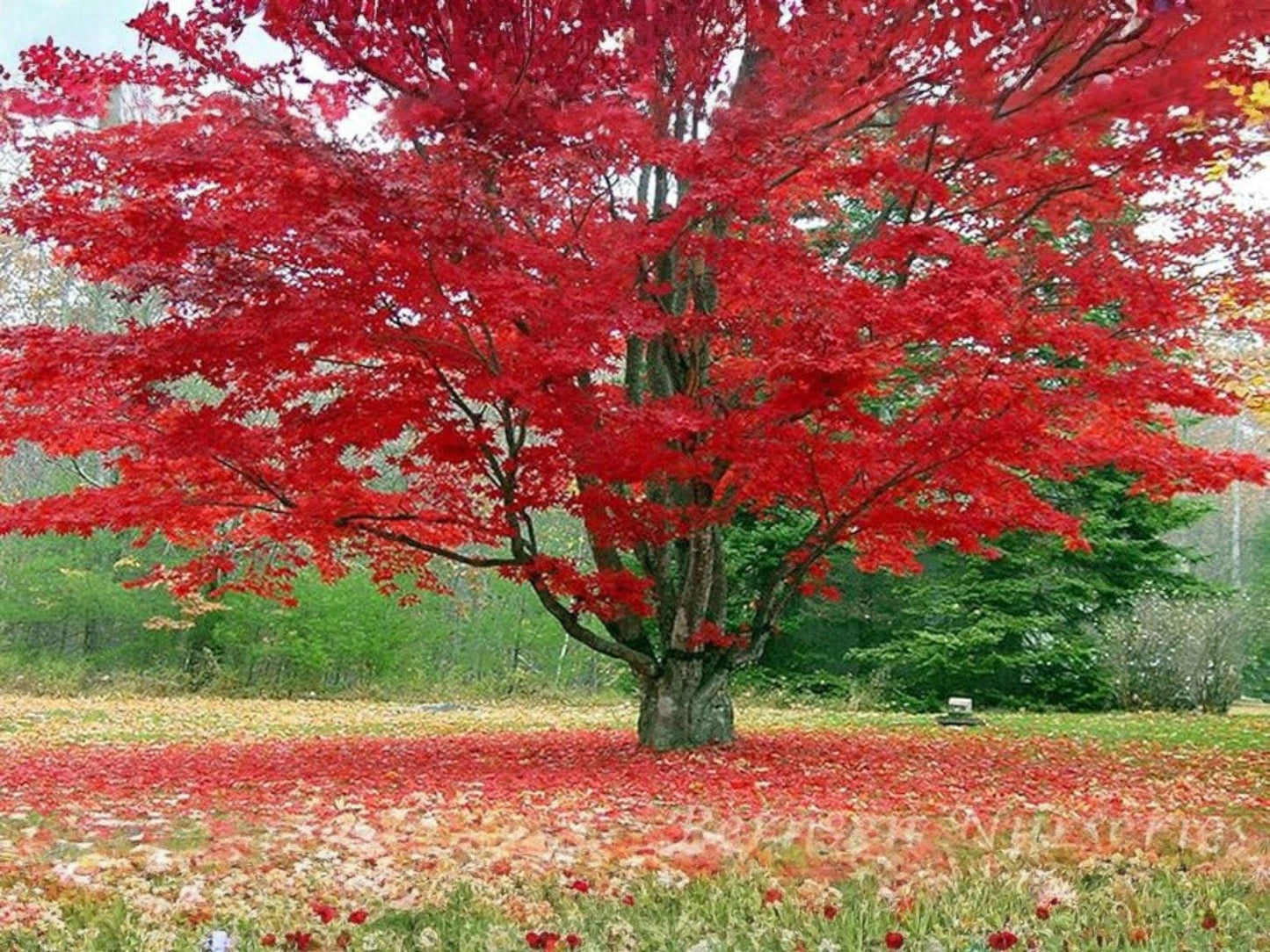 Red Maple Tree Seeds – Acer rubrum, Fast-Growing Shade Tree with Brilliant Fall Color, Native North American Deciduous Plant