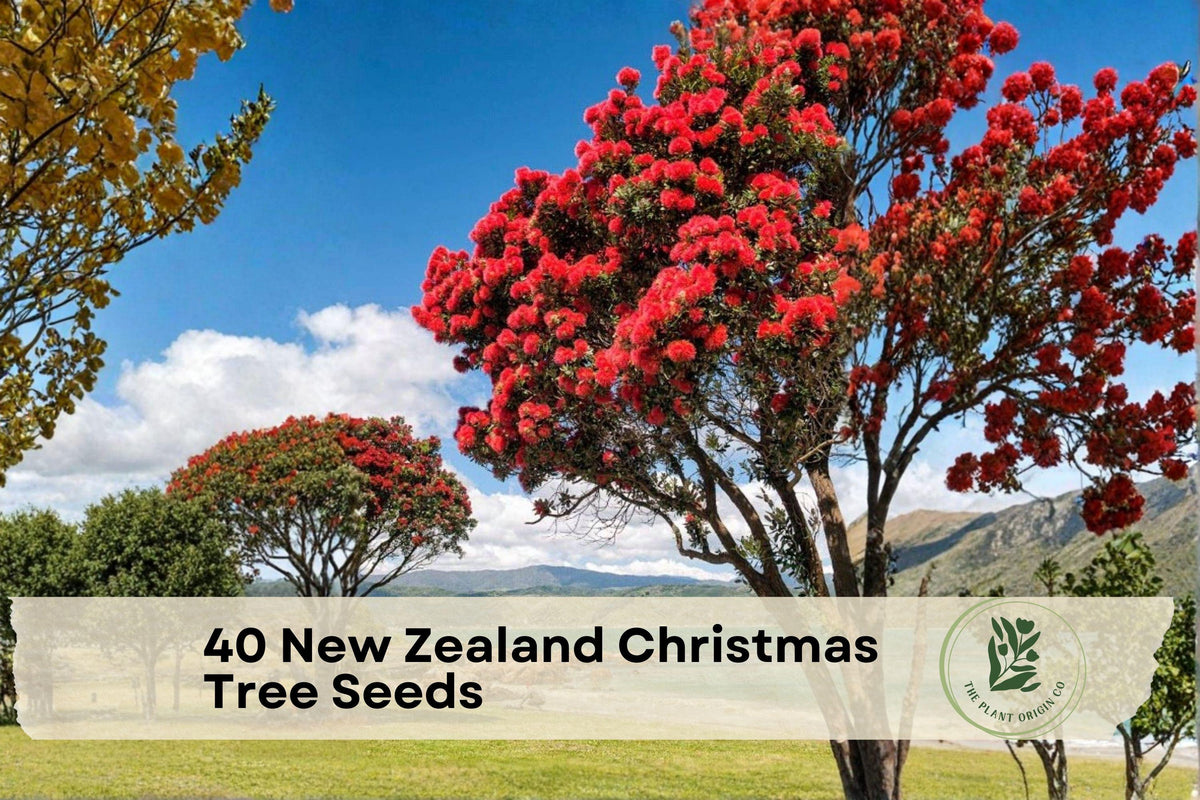 40 New Zealand Christmas Tree Seeds | Ornamental Pohutukawa (Metrosideros excelsa) for Landscaping & Containers