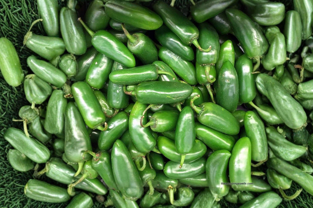 Heirloom Chile Piquin Hot Pepper Seeds – Fiery Bird Peppers for Spicy Garden, Hot Sauce, Drying, Mexican Cuisine, Compact Plant