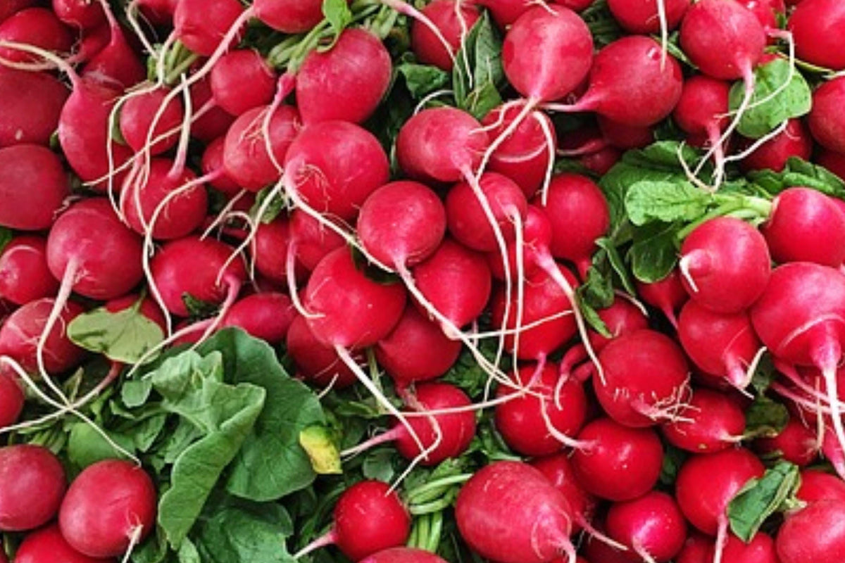 Heirloom Cherry Belle Radish Seeds – 100 Crisp Red Roots for Garden, Container, and Raised Bed Cultivation, Fast Growing, Mild Peppery Flavor