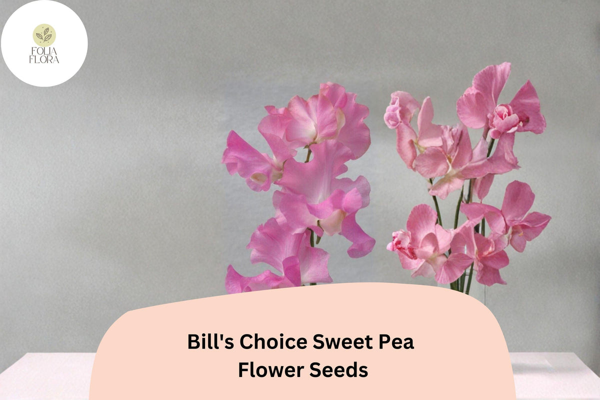 Bill’s Choice Sweet Pea Seeds – Pink Climbing Flower, Lathyrus odoratus, 50+ Seeds for Garden, Trellis & Fence, Cut Flowers