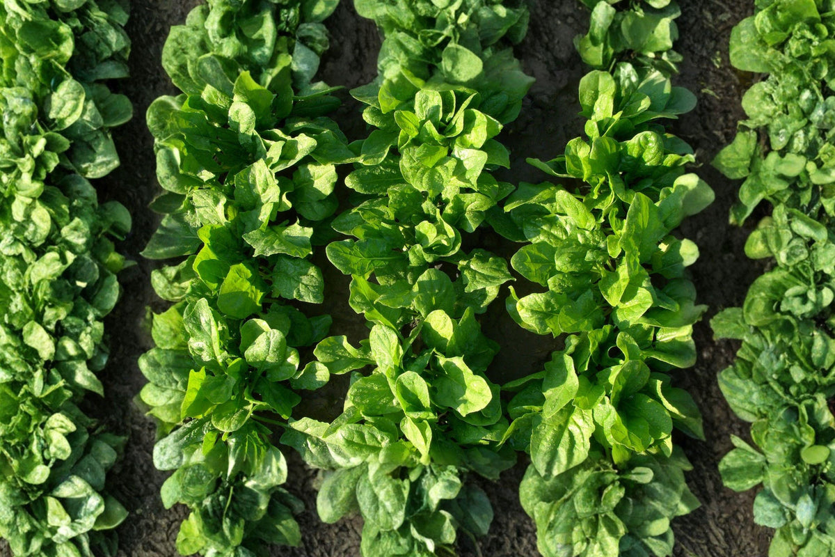 Viroflay Spinach Seeds – Heirloom French Large Leaf Variety for Spring & Fall Gardens, Cool-Season, Organic, Tender Greens