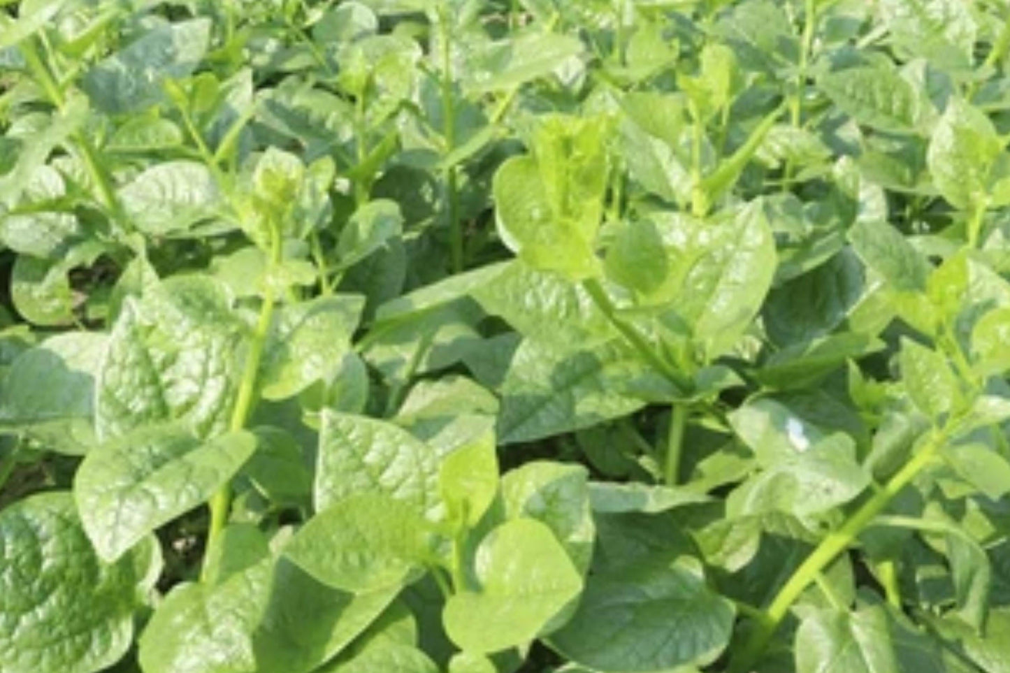 Malabar Spinach Seeds, Heirloom Tropical Climbing Vegetable, Green Vines Supreme, Ipomoea reptans