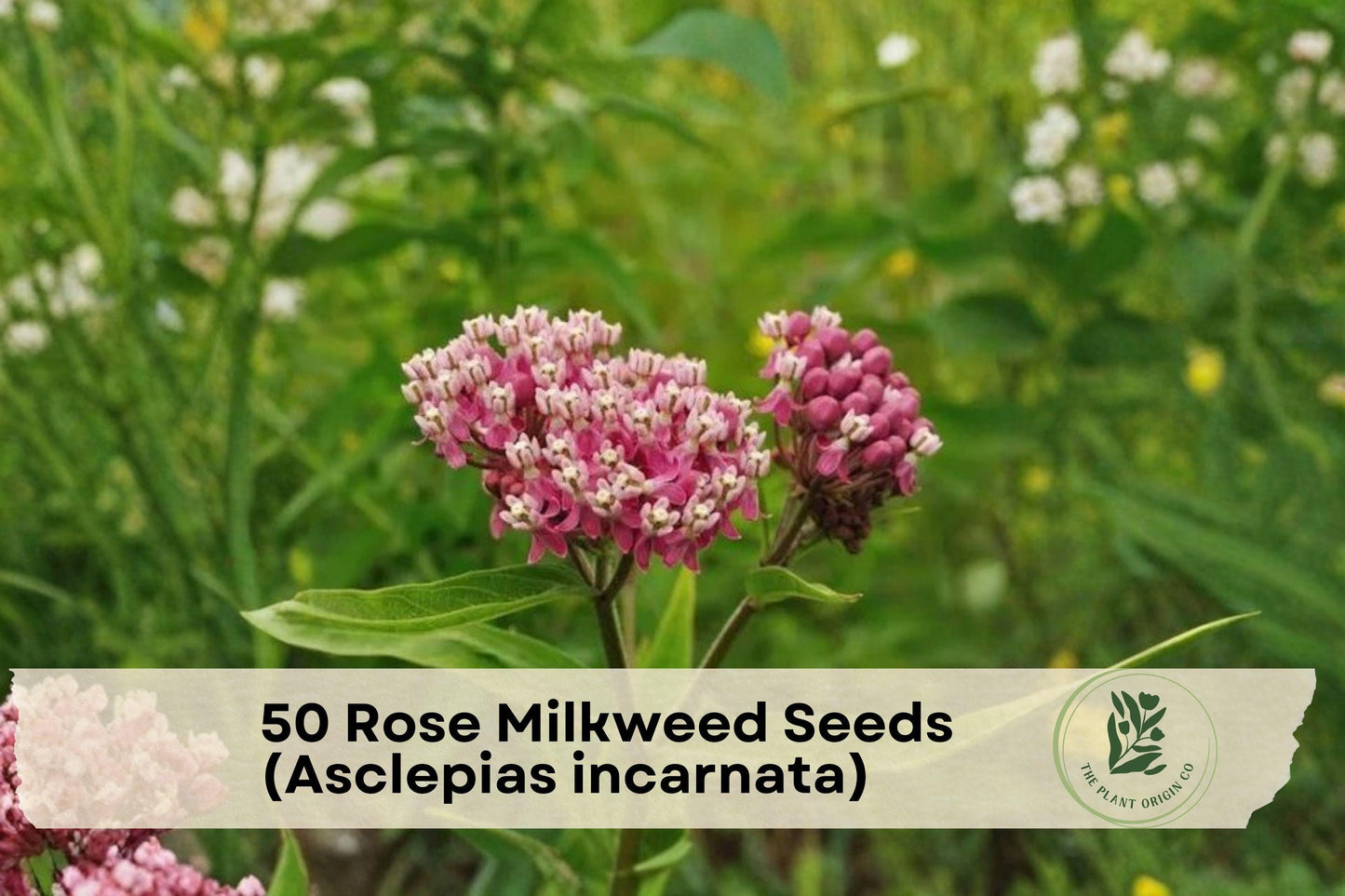 Rose Milkweed Seeds, Asclepias incarnata, Pollinator-Friendly Perennial for Monarchs & Bees, 50 Seeds