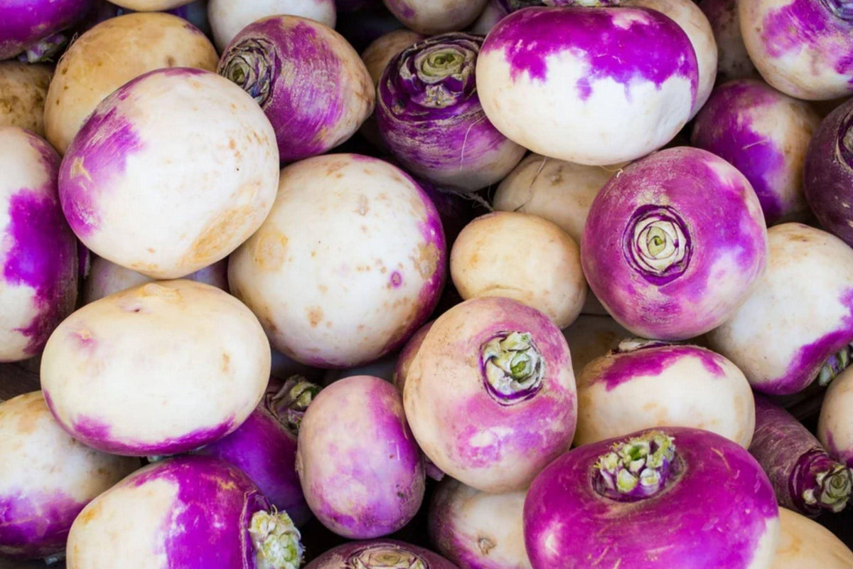Purple Top White Globe Turnip Seeds – Heirloom Root Crop for Garden Planting, 500 Seeds, Cool Season, Edible Roots & Greens