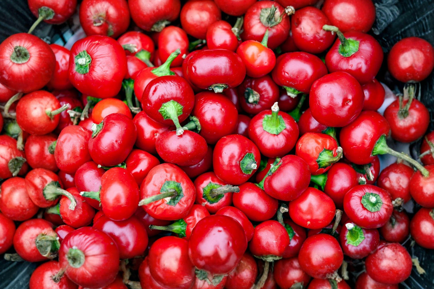 Red Cherry Sweet Pepper Seeds – Heirloom Mini Bell, Non-GMO, High Yield Garden Planting, Organic, Compact, for Containers and Raised Beds