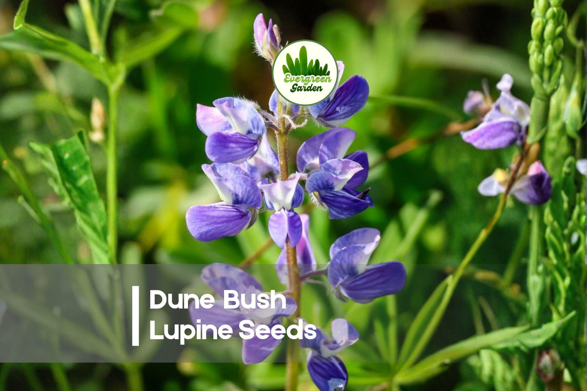 25+ Dune Bush Lupine Seeds - Native Coastal Perennial, Violet Blue Flowers, Drought Tolerant, Pollinator-Friendly, Lupinus chamissonis