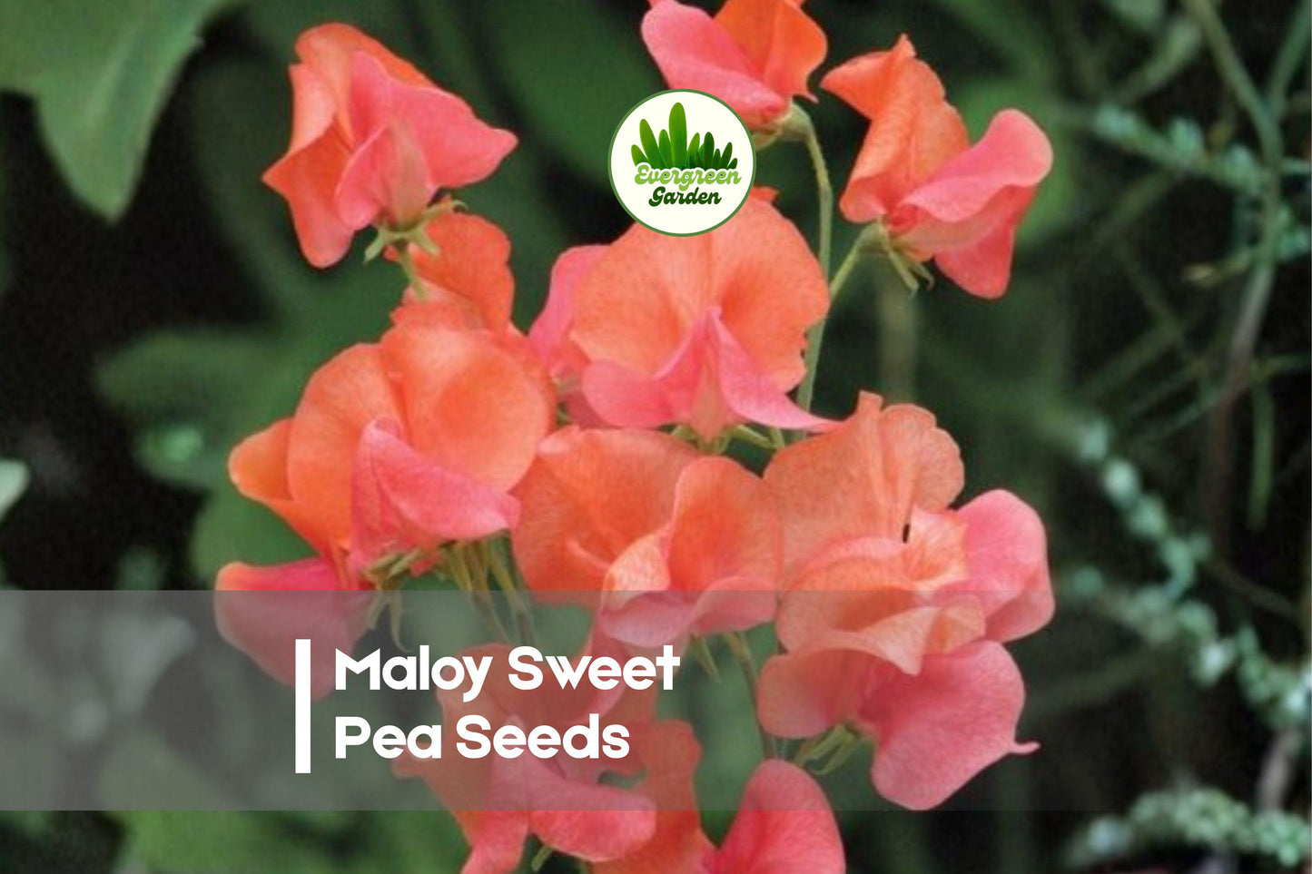 50 Maloy Sweet Pea Seeds, Deep Purple Fragrant Climbing Vine, Lathyrus odoratus, Cool-Season Flower for Trellises & Cut Flowers