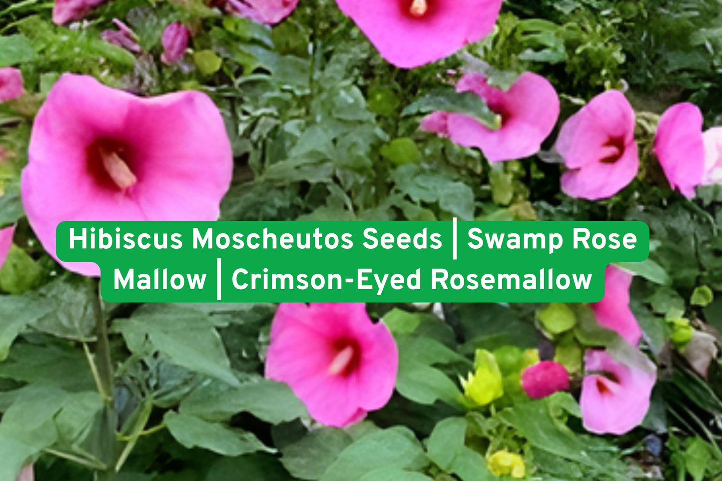 Hibiscus moscheutos Seeds | Swamp Rose Mallow | Perennial Native Plant with Large White Pink Flowers