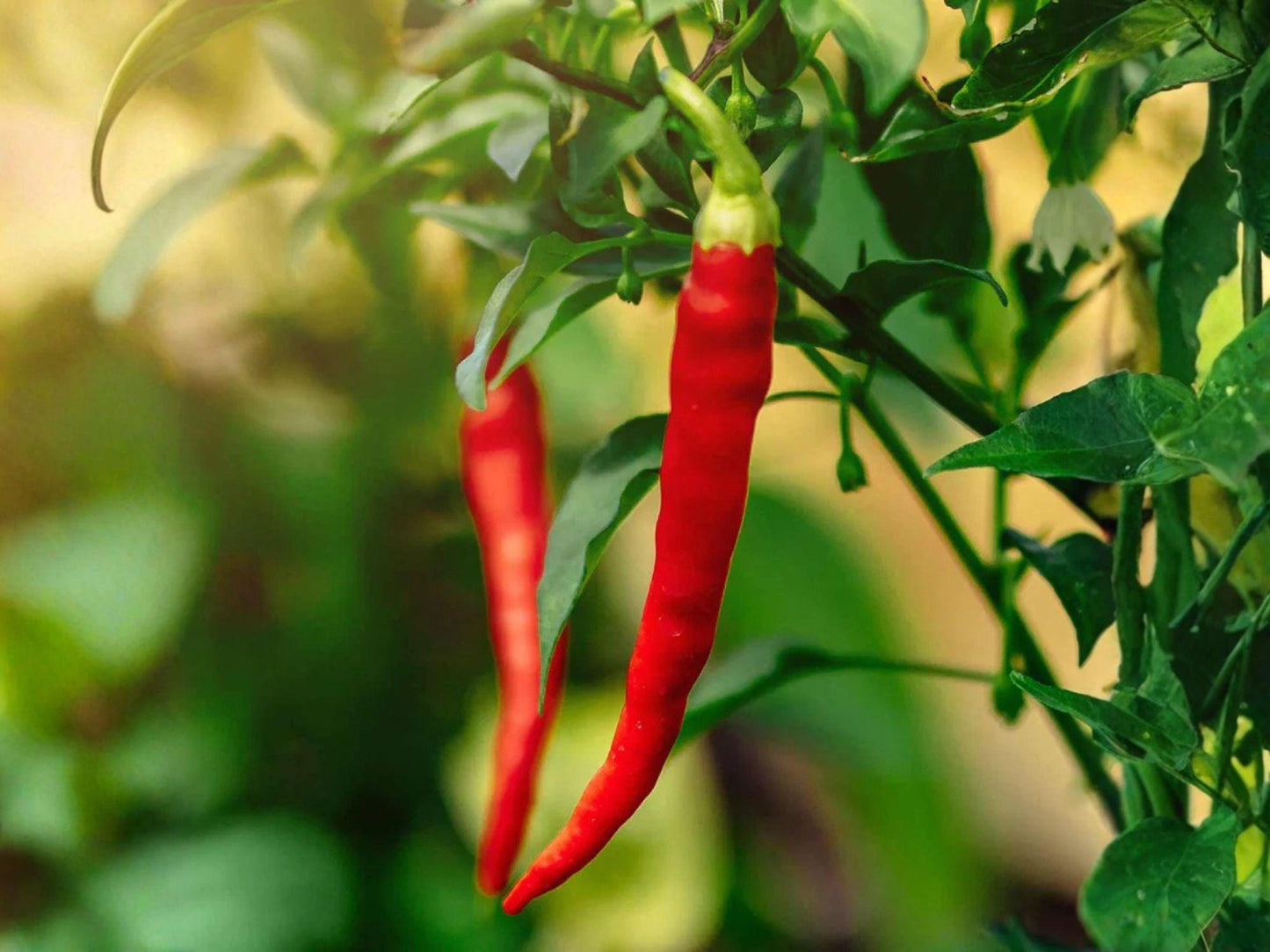 Thai Hot Pepper Seeds – 25 Capsicum frutescens, Asian Chili, Hot Pepper for Cooking & Gardening