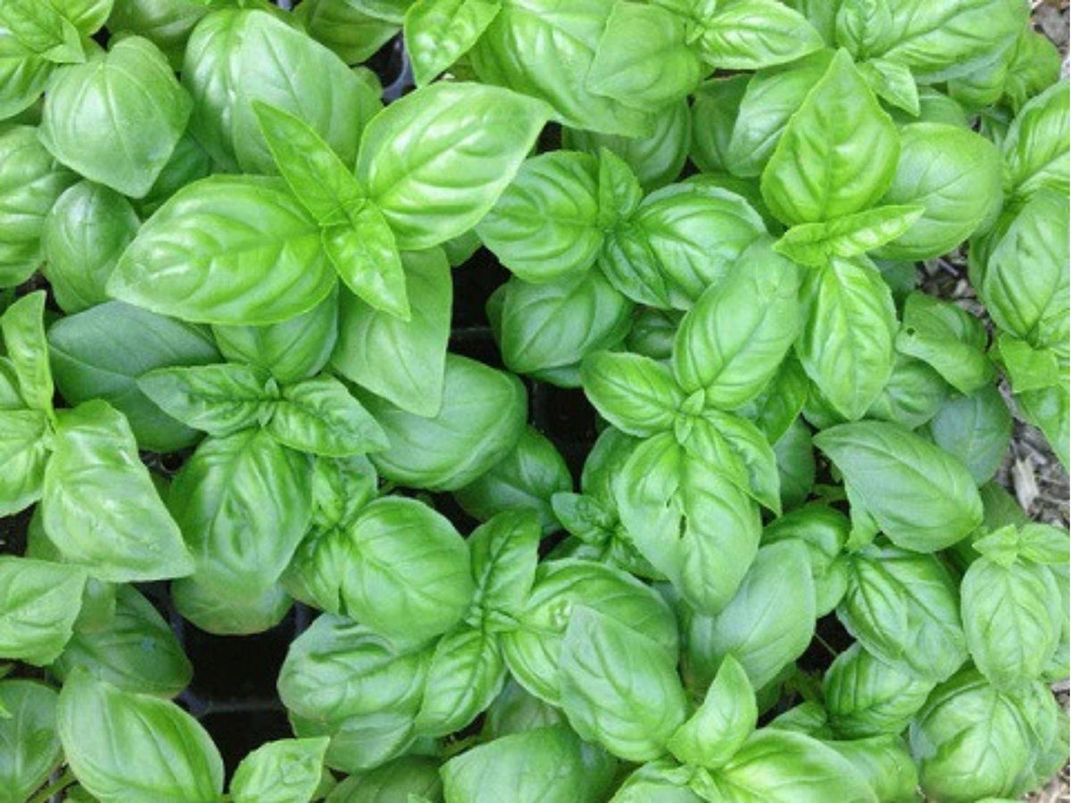 Genovese Basil Seeds – 500 Non-GMO Heirloom Italian Culinary Herb (Ocimum basilicum) for Pesto & Cooking