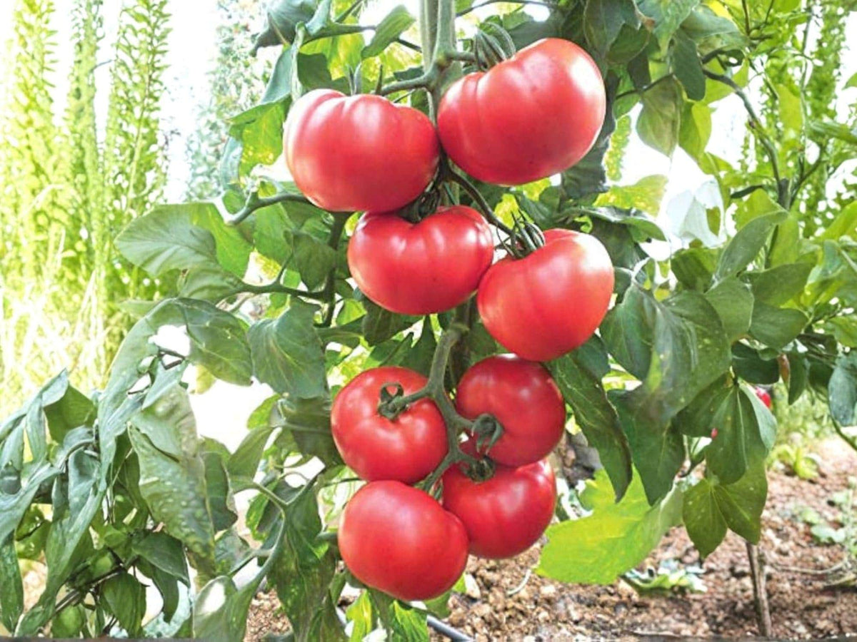 Heirloom Beefsteak Tomato Seeds – 30 Large Slicing Heirloom Red Fruits – Indeterminate, Classic Flavor, Heavy Yields, Garden & Homegrown