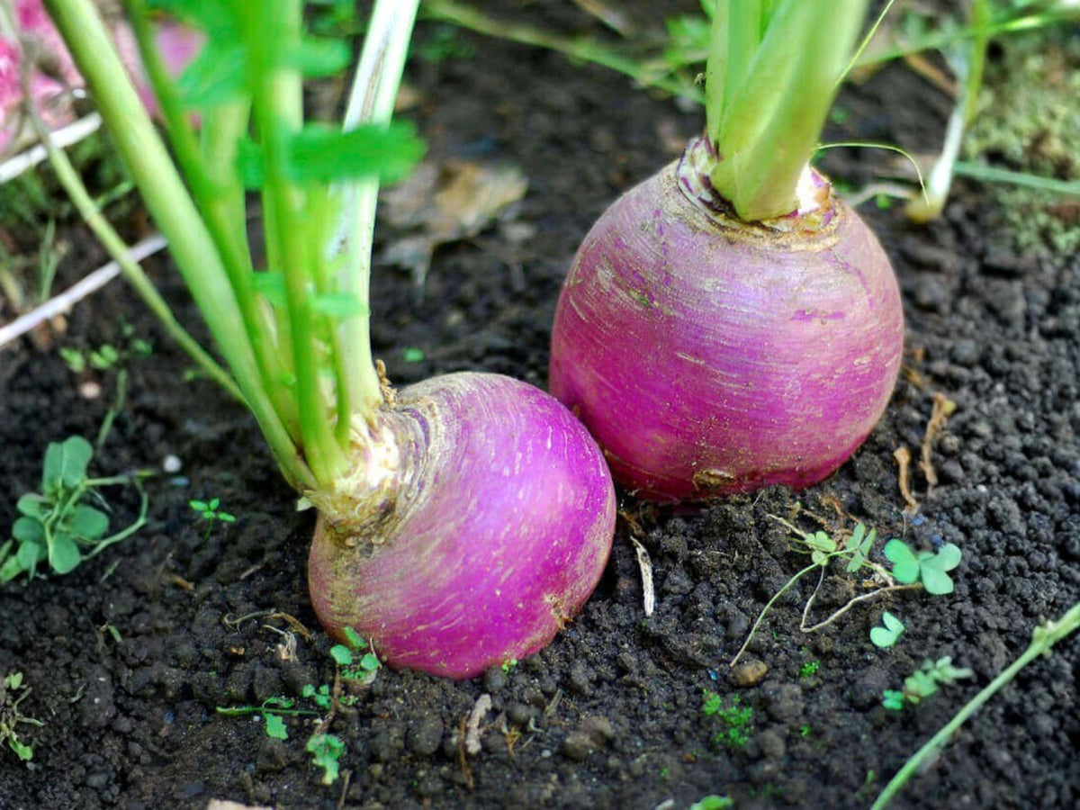 Purple Top White Globe Turnip Seeds – Heirloom Cool-Season Root Vegetable, 500 Seeds for Fall Garden, Edible Greens, Easy to Grow