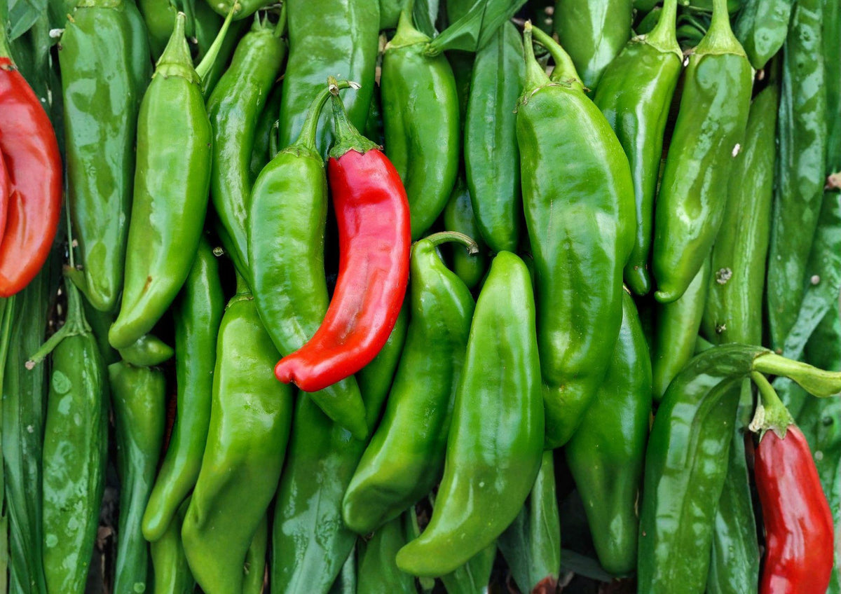 Sandia Hot Pepper Seeds – Heirloom New Mexico Red Green Chili Garden Growing – Medium Hot, Long Tapered Peppers, 25 Seeds