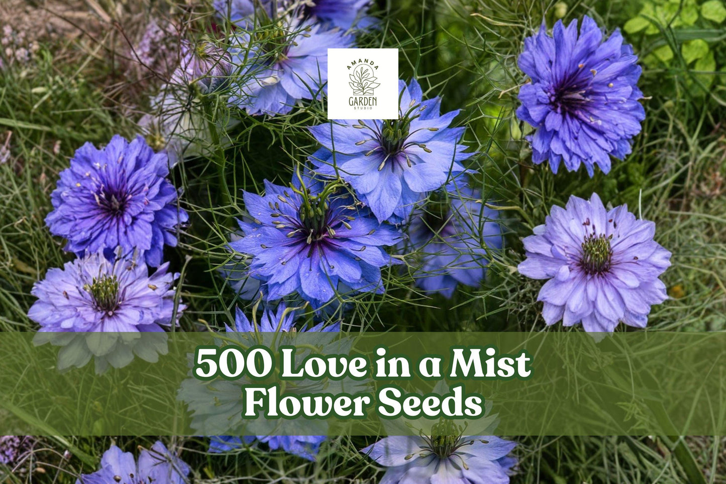 500 Love in a Mist Flower Seeds, Nigella damascena, Ornamental Annual for Garden Beds & Borders