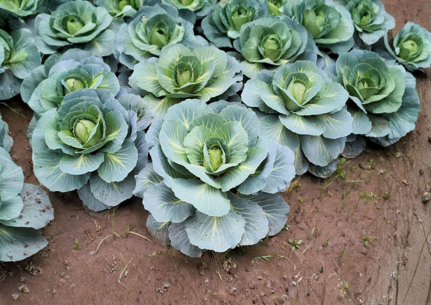 Danish Ballhead Cabbage Seeds – Heirloom Vegetable Seeds for Cool Season Gardening, Large Green Heads, 500 Seeds