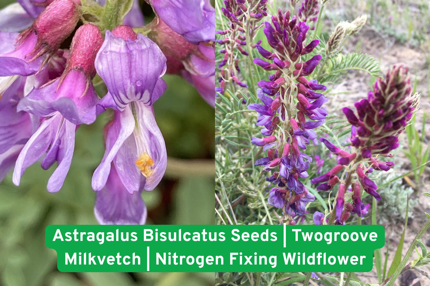 Astragalus Bisulcatus Seeds | Twogroove Milkvetch | Native Wildflower for Pollinator Gardens & Soil Improvement