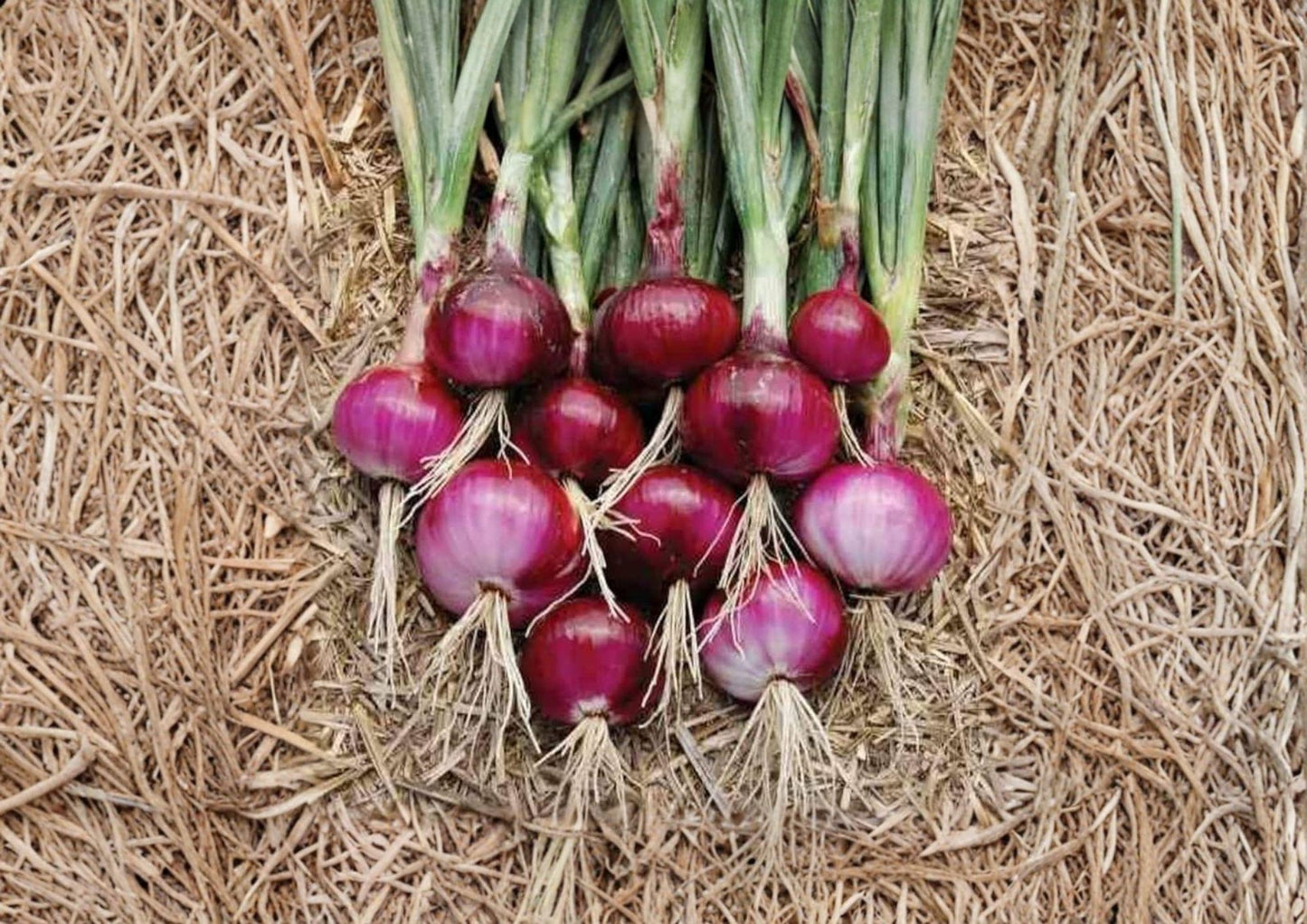 Southport Red Globe Onion Seeds – 50 Heirloom Long-Day Bulb Seeds for Storage, Fresh Slicing, and Cooking