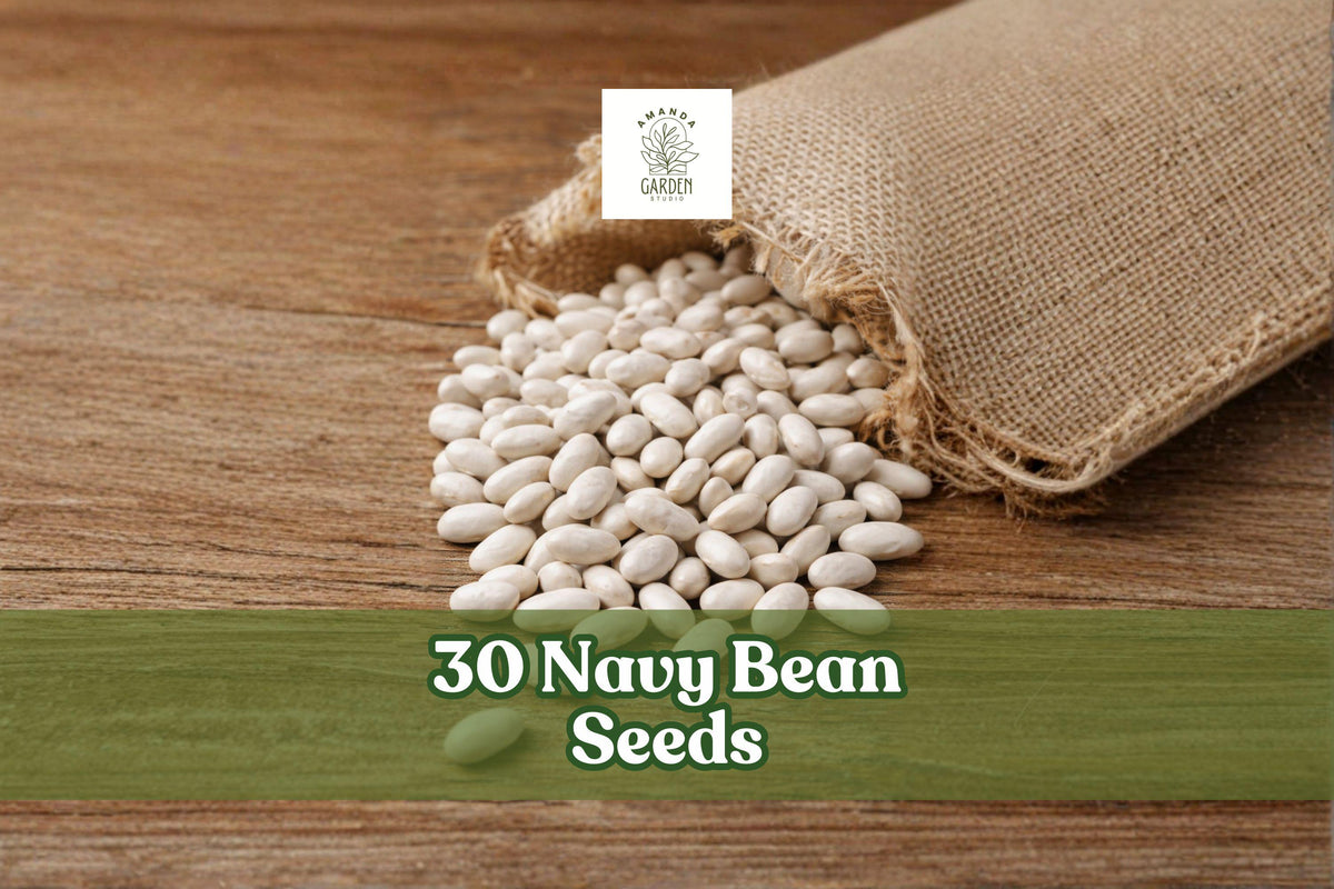 Navy Bean Seeds 30 Pack – White Kidney Beans, Bush-Style, Phaseolus vulgaris, for Home Garden Planting