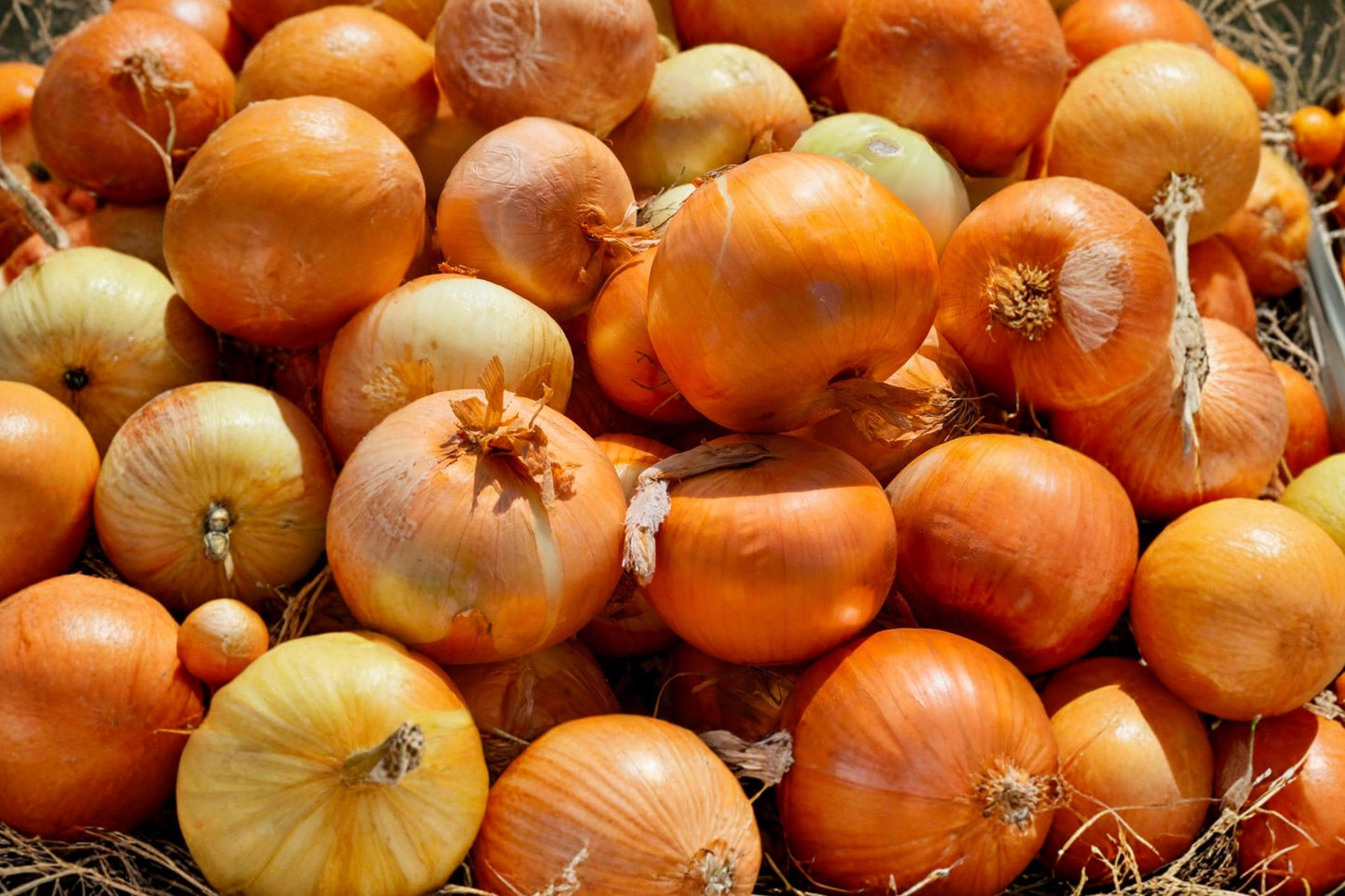 Utah Yellow Sweet Spanish Onion Seeds – Heirloom Long Day Vegetable Garden Bulbs for Slicing & Cooking