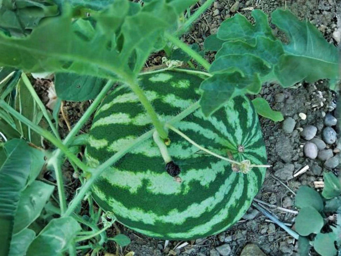 Crimson Sweet Watermelon Seeds – Heirloom Summer Fruit Seeds for Home Gardens, Vining, Bright Red Flesh, Green Striped Rind