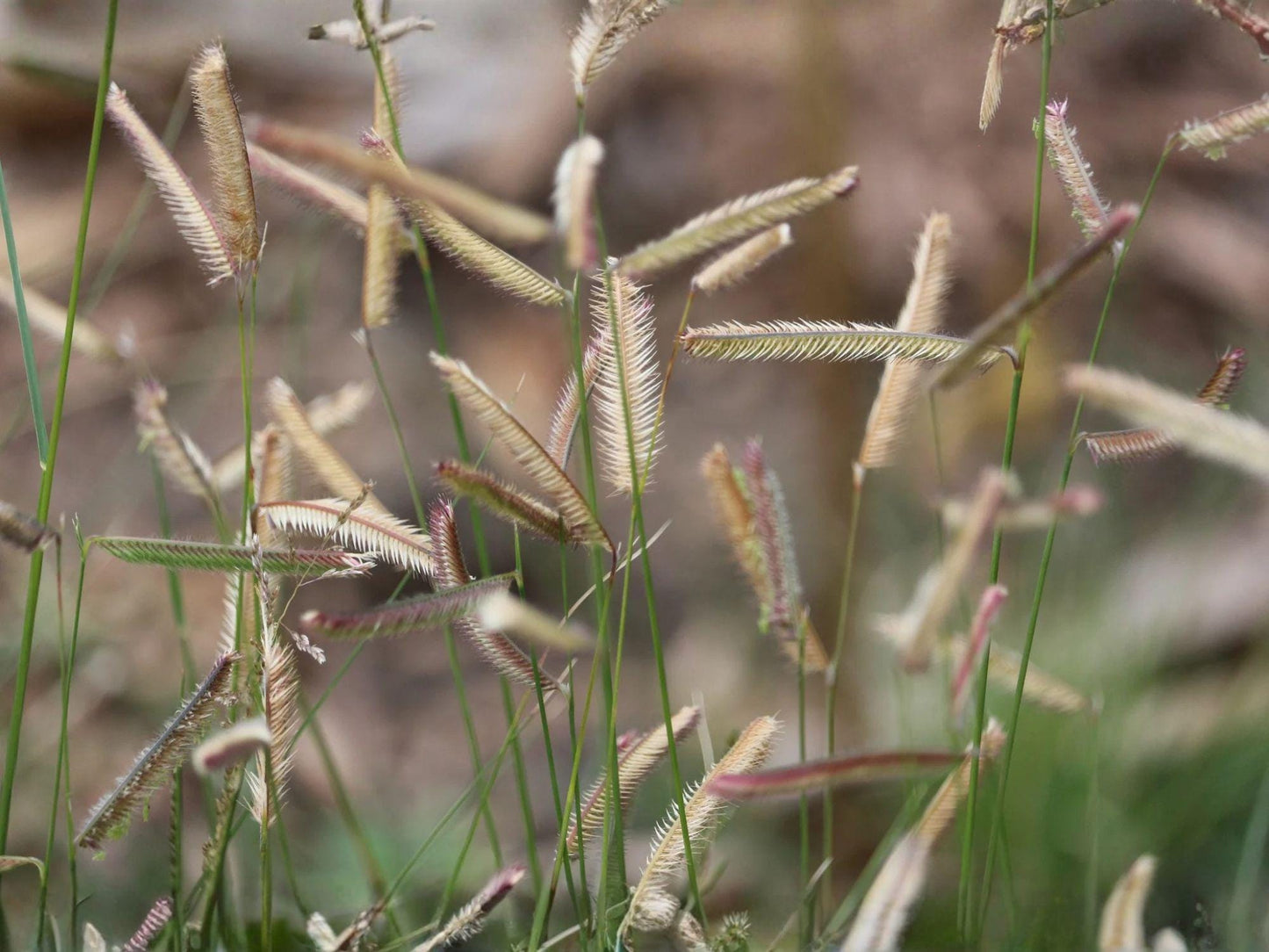 Blue Grama Grass Seeds – Native Drought Tolerant Ornamental Prairie Grass – Bouteloua gracilis, Low Water, Erosion Control, Wildlife Habitat