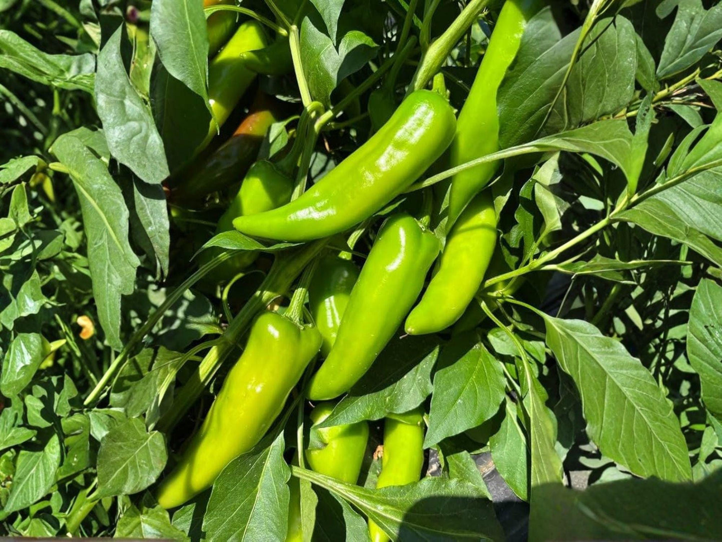 Hatch Rattlesnake Pepper Seeds – 25 Heirloom Chili, Southwest Heat, Hot Pepper, Garden Seeds, Salsa & Hot Sauce