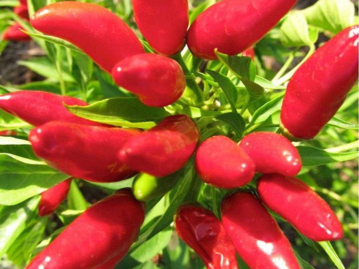 Thai Chili Pepper Seeds – 25 Count, Capsicum Frutescens, Compact Hot Peppers for Stir-Fries & Sauces