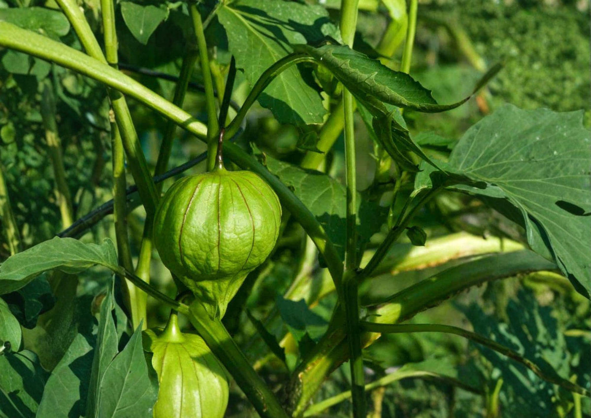 Heirloom Tomatillo Verde Seeds – 30 Pack for Salsa, Garden Growing, Bright Green Fruits, Mexican Cuisine, Cucurbita ixocarpa