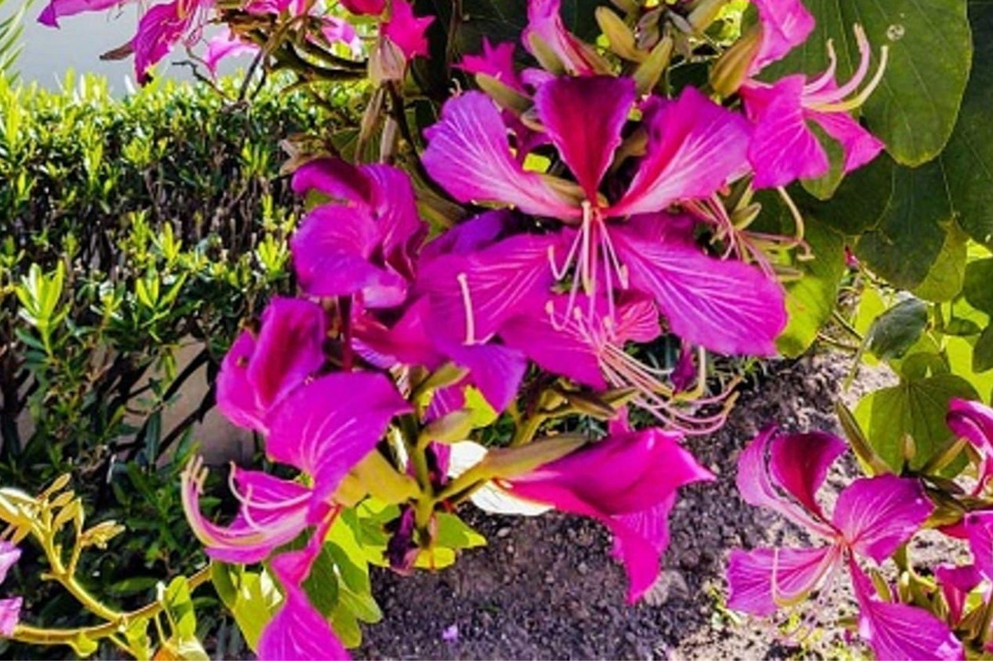 Bauhinia Purpurea Seeds – Purple Orchid Tree, Tropical Ornamental Plant, Butterfly-Shaped Foliage, Exotic Blooms, Garden Landscape