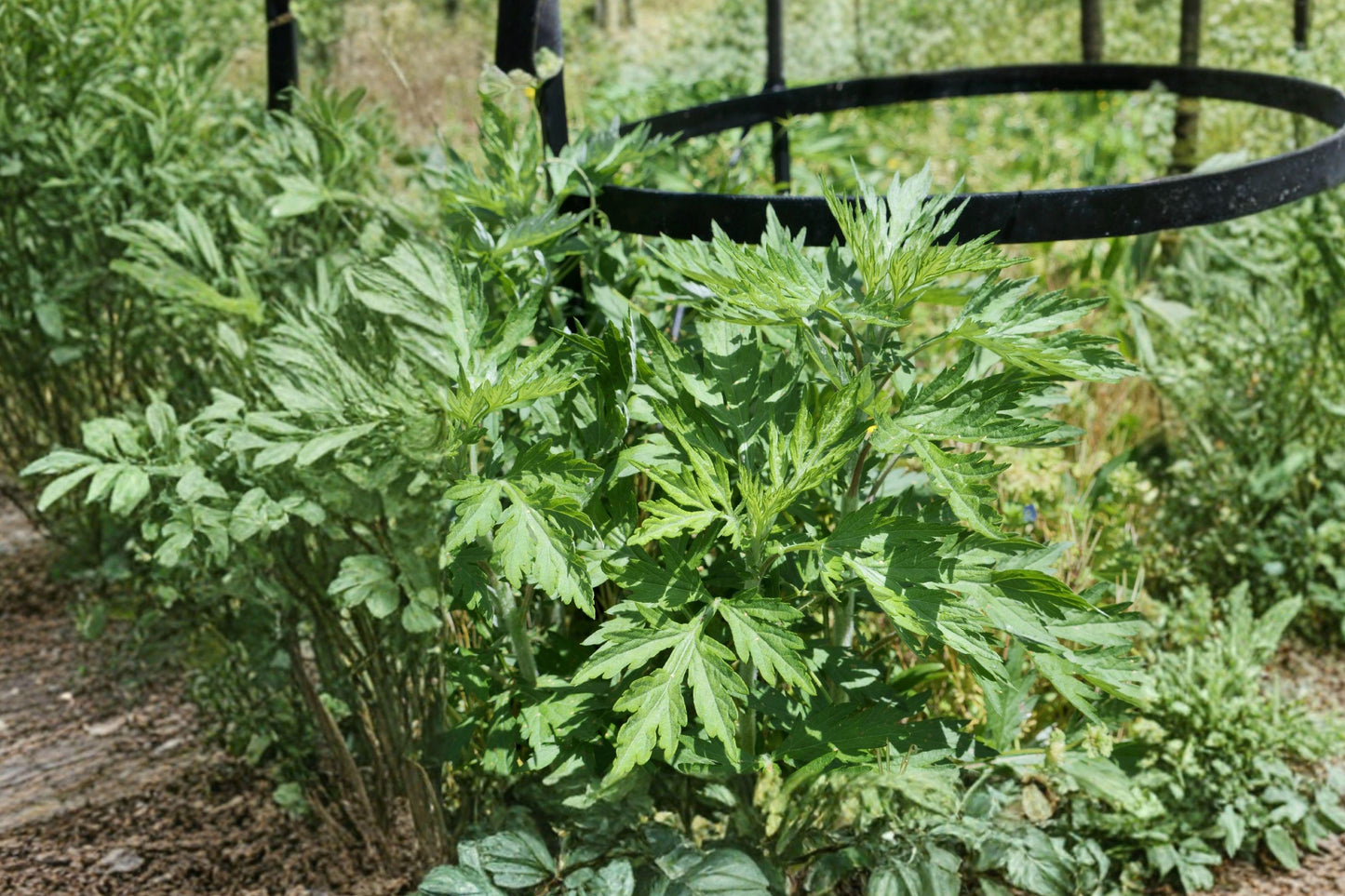 Japanese Mugwort Herb Seeds – Heirloom Perennial Yomogi (Artemisia princeps) for Culinary and Medicinal Gardens, 30 Pack