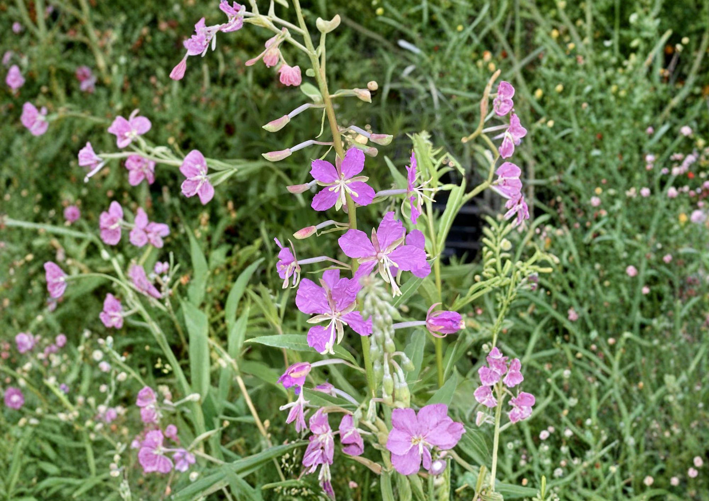Fireweed Seeds, Pink Spikes, Hardy Perennial Wildflower, Chamaenerion Angustifolium, 100 Seeds for Meadow, Garden, Pollinator