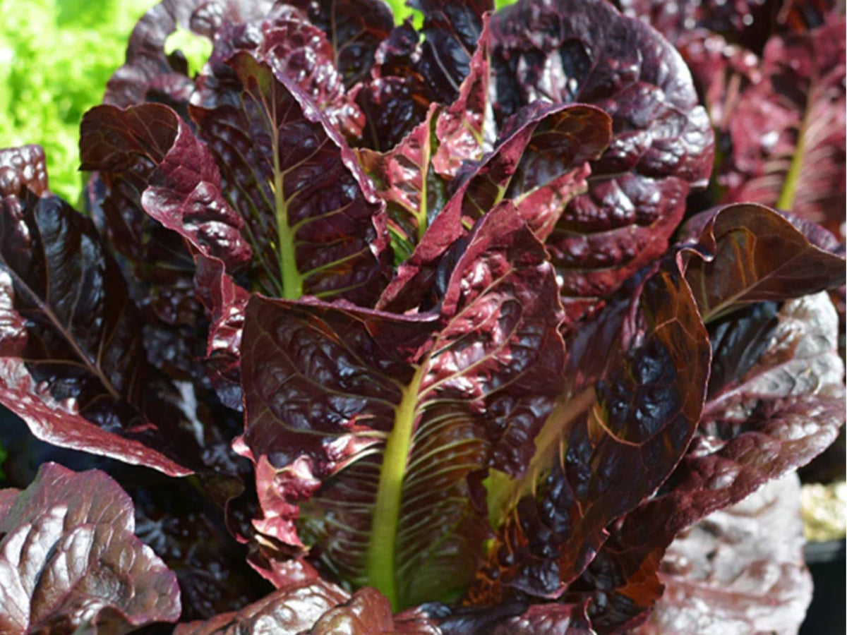 Rouge De Hiver Lettuce Seeds – Heirloom Red Romaine, Cold Hardy, Crisp, Non-GMO, 1000 Seeds