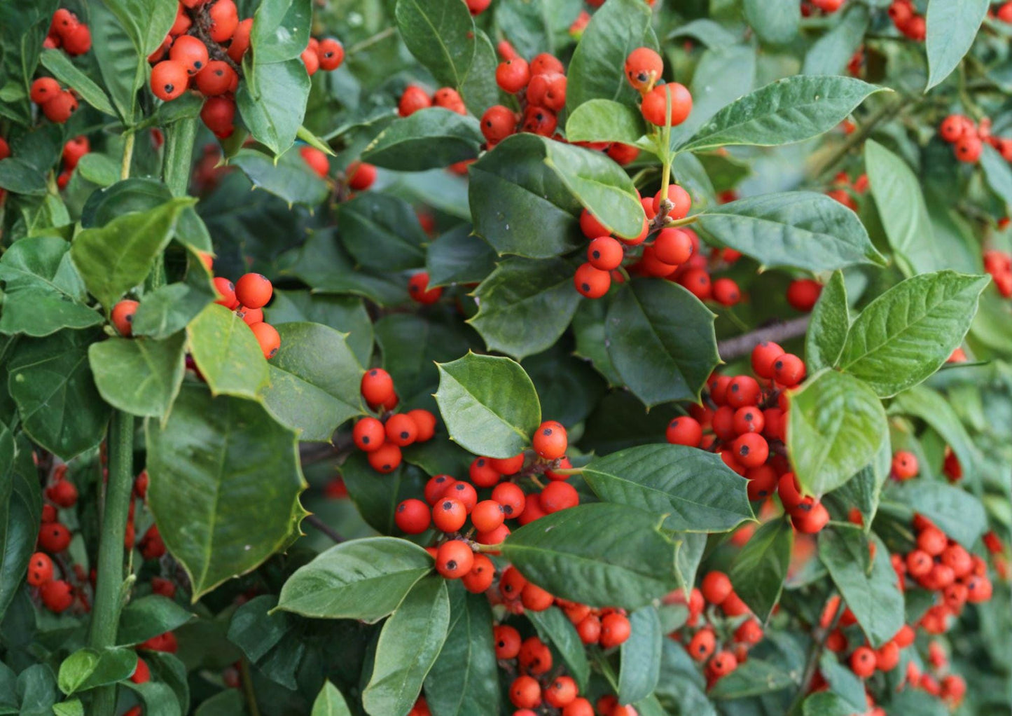 American Holly Tree Seeds – 25 Ilex Opaca Evergreen Red Berry Plants for Ornamental Landscaping and Wildlife Gardens
