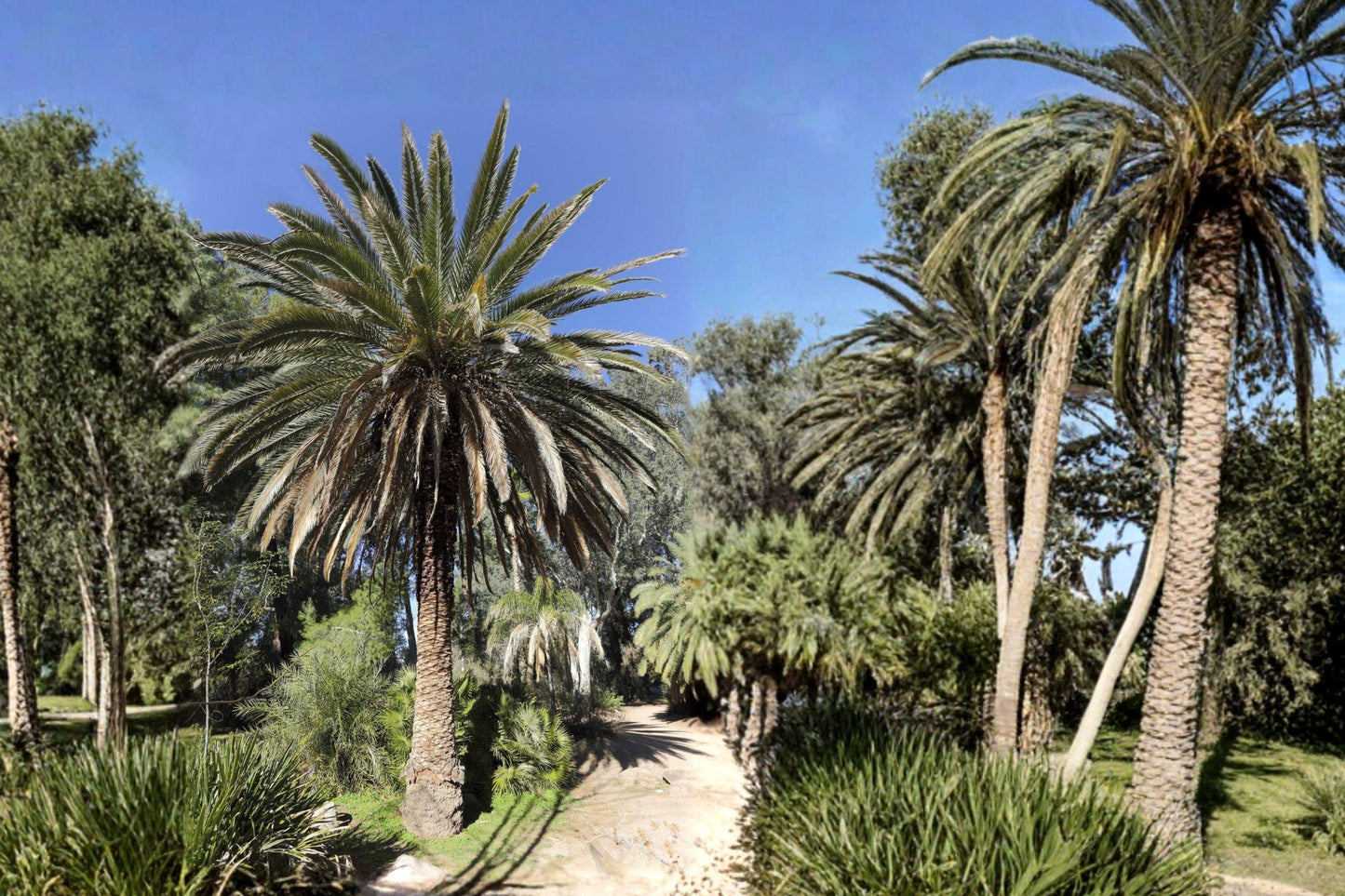 Phoenix Canariensis Seeds – Canary Island Date Palm Tree, Exotic Ornamental Plant, Tropical Landscape, Drought Tolerant, Coastal Friendly