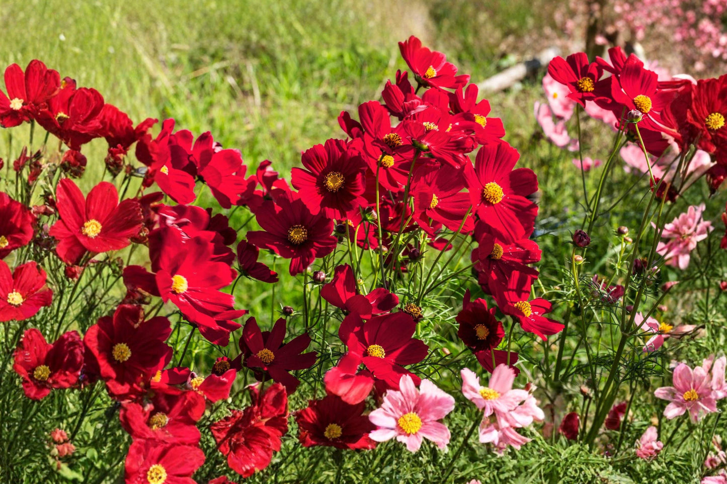 Cosmos Dazzler Seeds – 100 Bicolor Annual Flowers for Borders, Cut Flowers, Summer Bloom, Cosmos bipinnatus