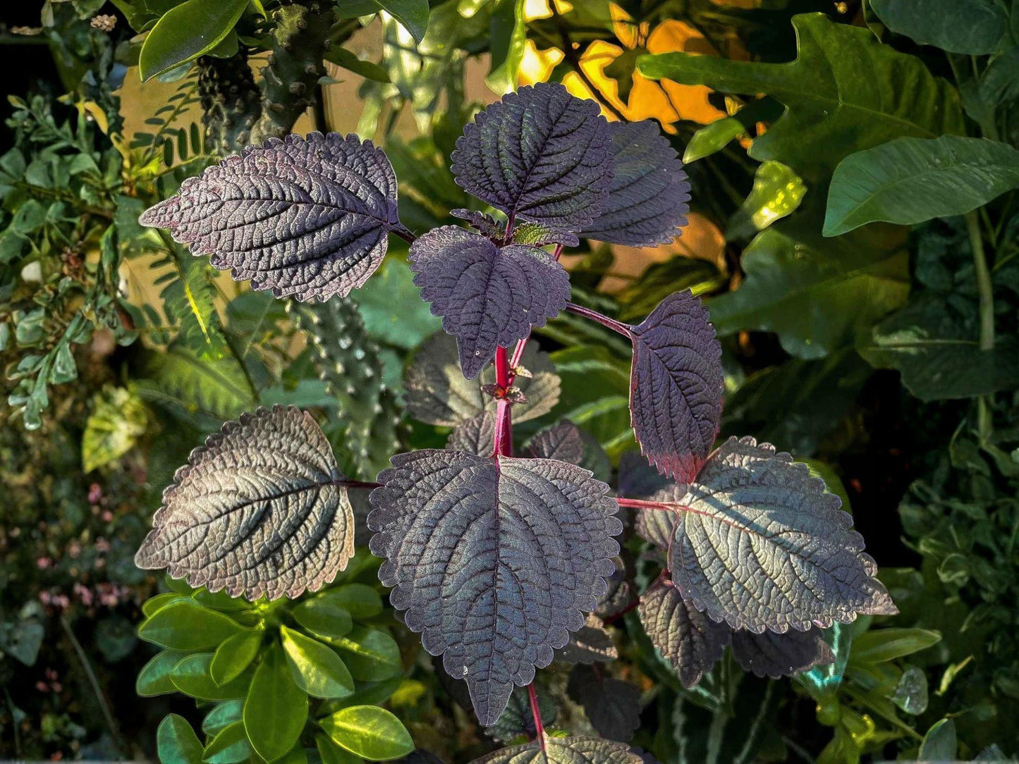 Jeok Ssam Ip Perilla Seeds – 500 Red Shiso Herb Seeds for Korean Cuisine, Edible Ornamental, Aromatic, Annual Plant