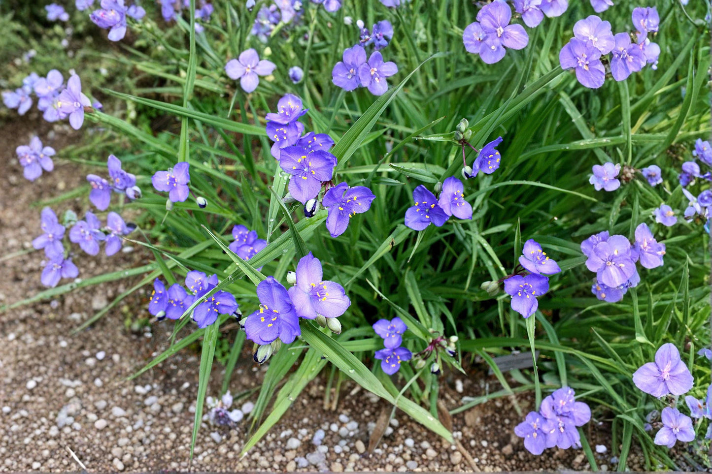 Western Spiderwort Seeds - Tradescantia occidentalis Native Wildflower for Prairie Gardens and Pollinator Gardens