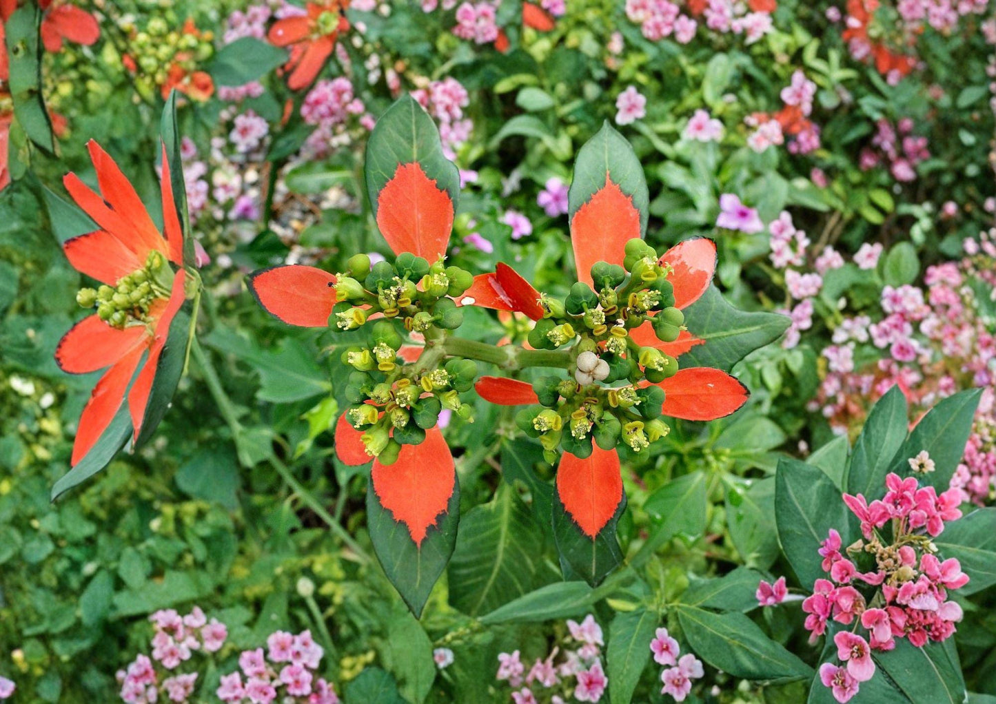 Fire on the Mountain Seeds – Euphorbia cyathophora Native Wildflower, Bright Red & White Bracts, Pollinator Friendly, Drought Tolerant
