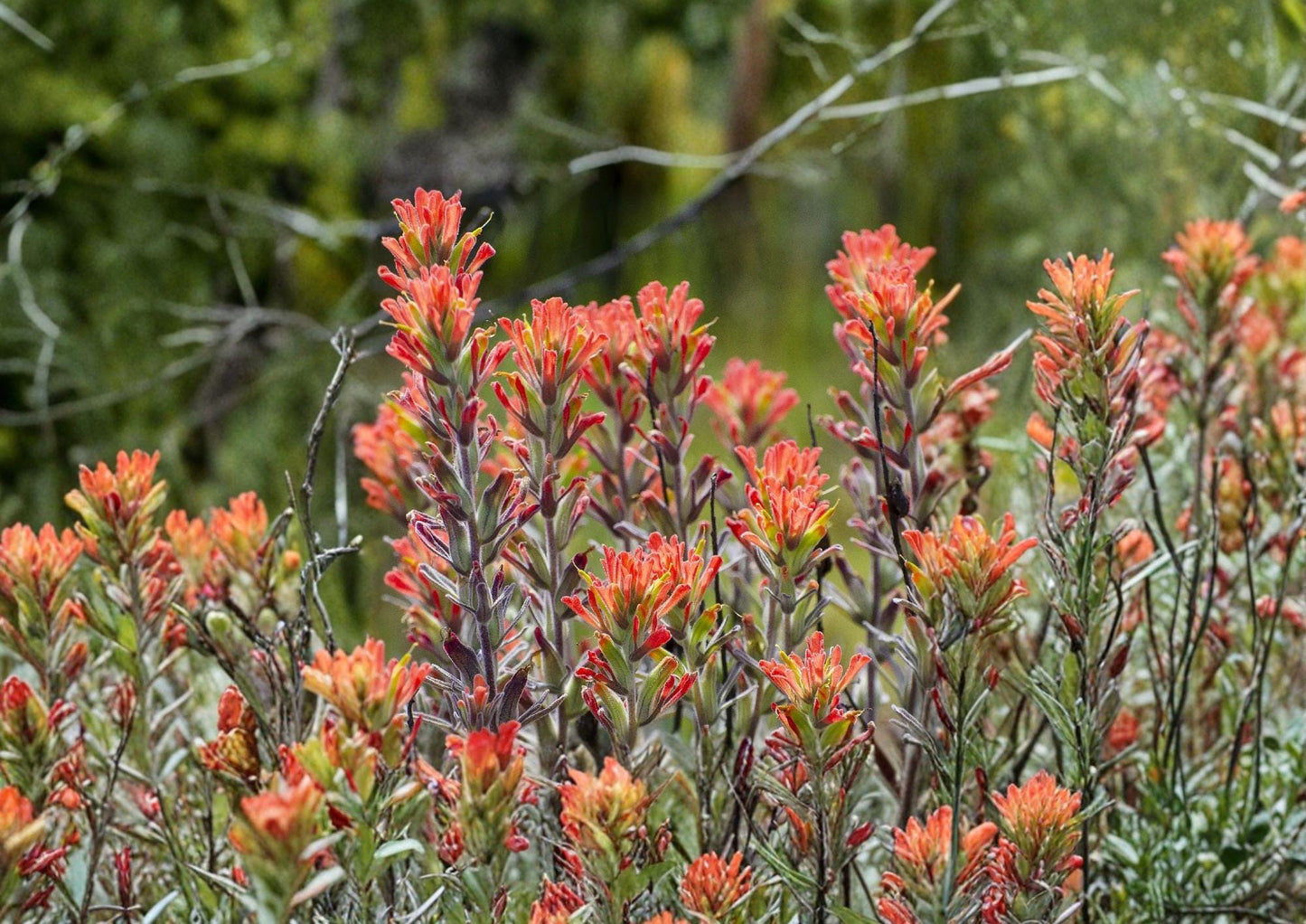 Northwestern Indian Paintbrush Seeds – Native Wildflower, Pollinator Friendly, Castilleja angustifolia var. dubia, Bright Red-Orange Bracts